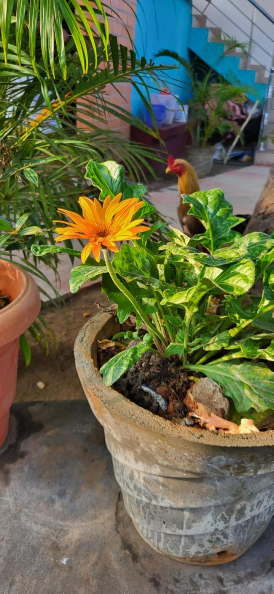 Victoria'S River View Resort Puducherry Exterior foto